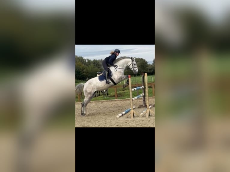 Hanovrien Jument 8 Ans 173 cm Gris in Uelzen