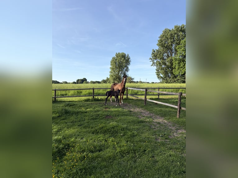 Hanovrien Jument 8 Ans 174 cm Alezan in Erkelenz
