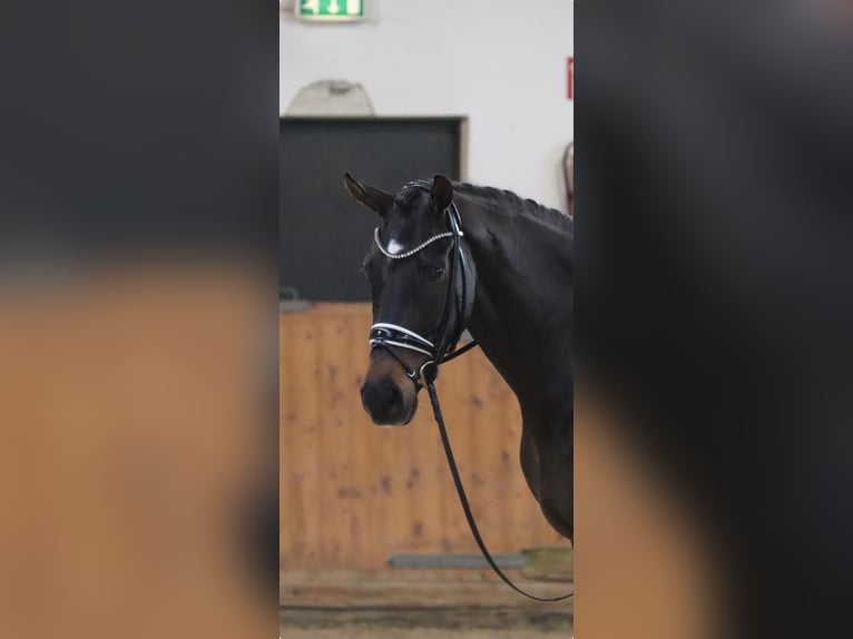 Hanovrien Jument 8 Ans 174 cm Bai in Rotenburg (Wümme)