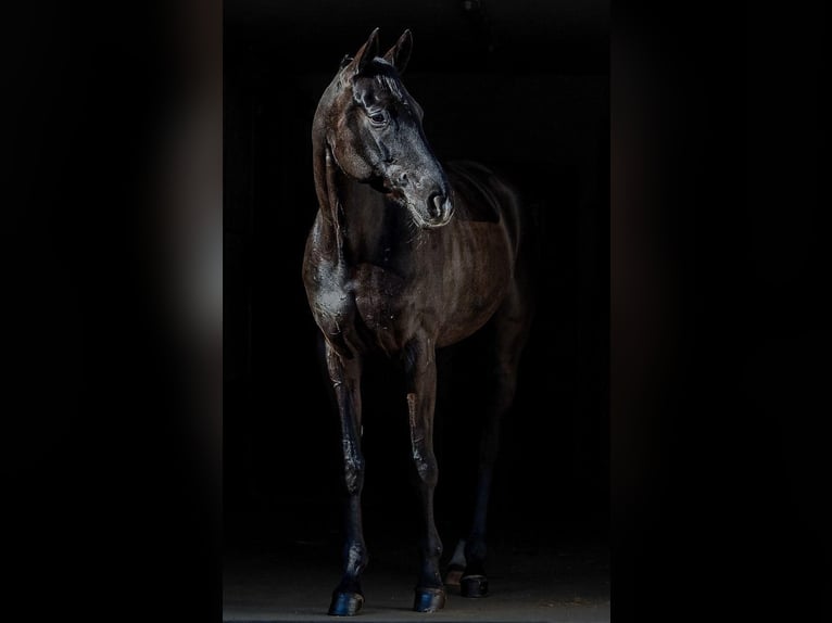 Hanovrien Jument 8 Ans 174 cm Noir in Hamburg Osdorf