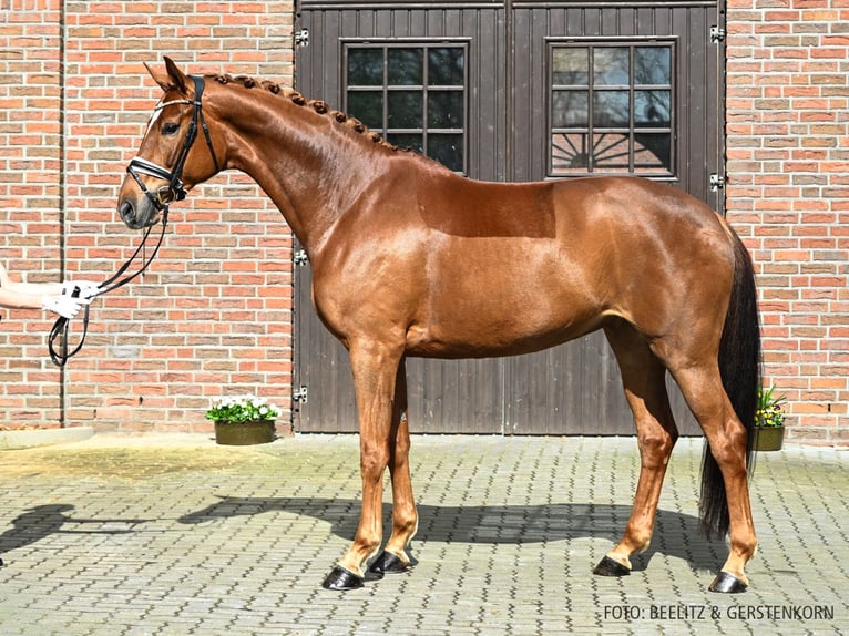 Hanovrien Jument 8 Ans 175 cm Alezan brûlé in Verden