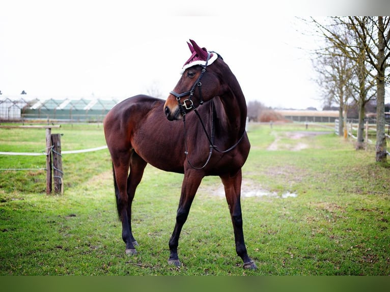 Hanovrien Jument 8 Ans 175 cm Bai in Hamburg
