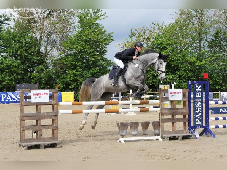 Hanovrien Jument 8 Ans 175 cm Gris in Wedemark