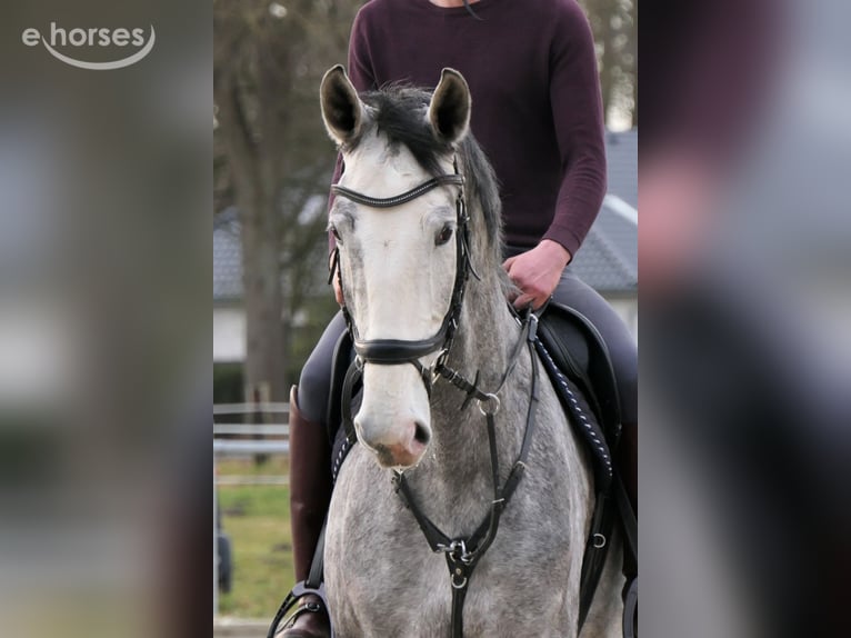 Hanovrien Jument 8 Ans 175 cm Gris in Wedemark