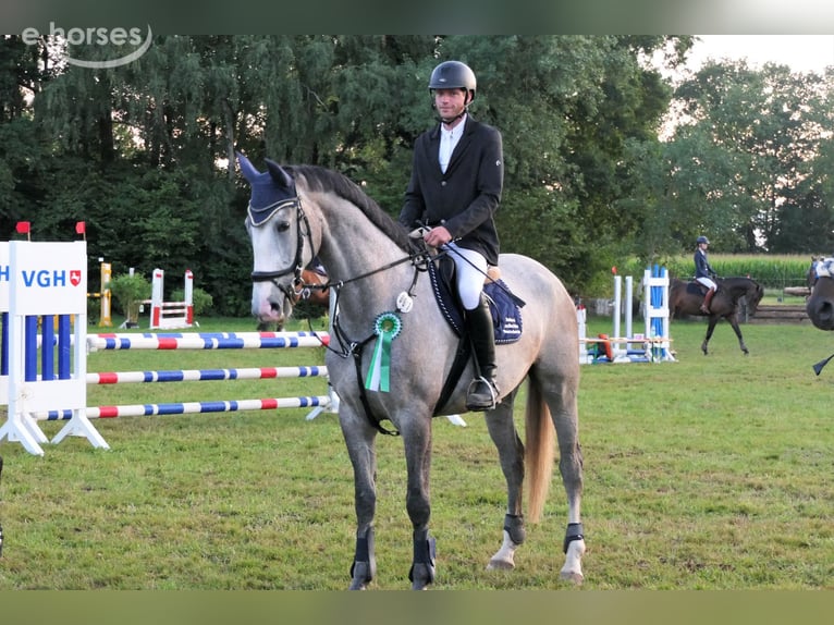 Hanovrien Jument 8 Ans 175 cm Gris in Wedemark