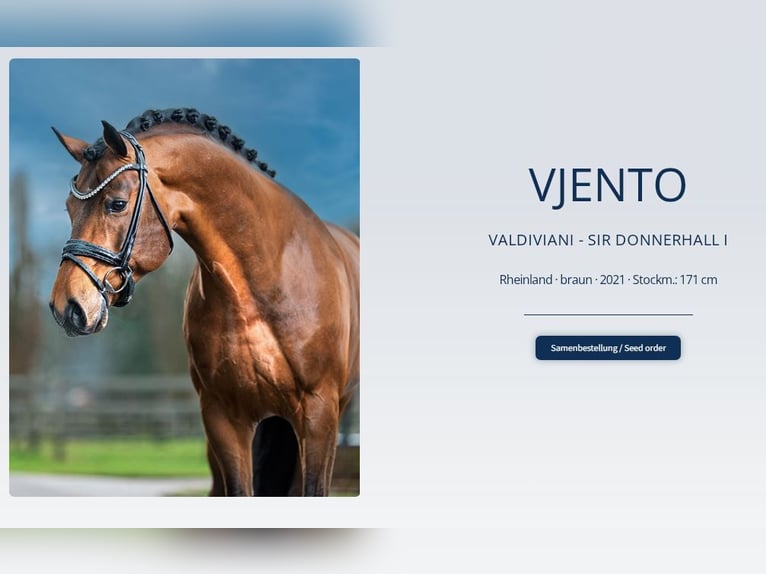 Hanovrien Jument 8 Ans 175 cm Noir in Düsseldorf