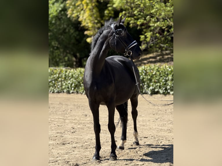 Hanovrien Jument 8 Ans 175 cm Noir in Düsseldorf