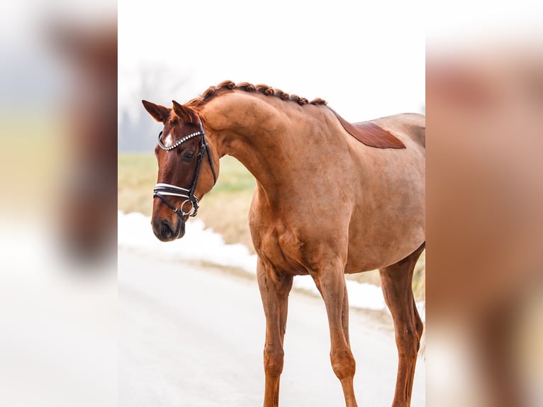 Hanovrien Jument 8 Ans 178 cm Alezan brûlé in Gleichen