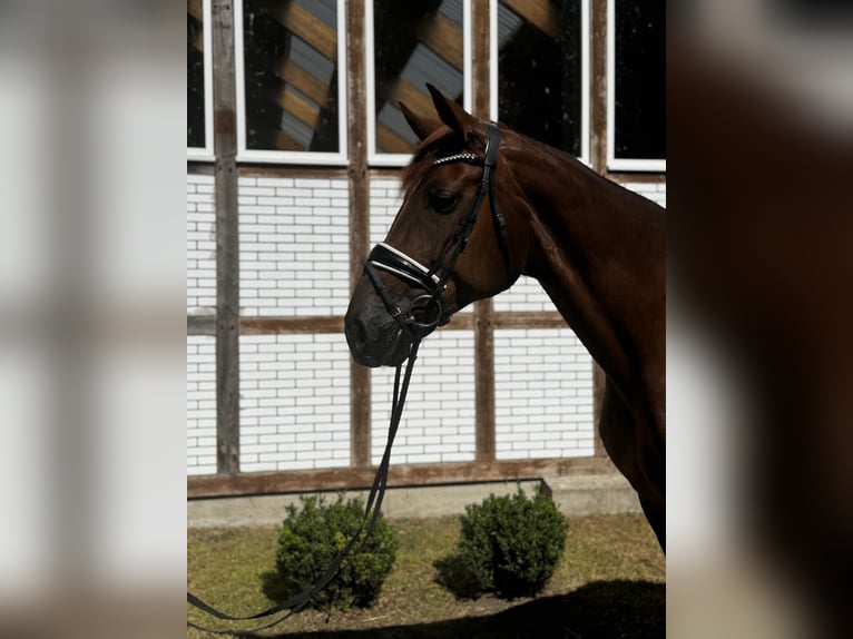 Hanovrien Jument 8 Ans 178 cm Alezan in GROTE-BROGEL