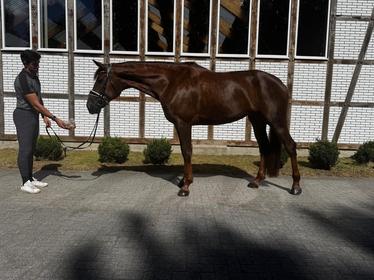 Hanovrien Jument 8 Ans 178 cm Alezan in GROTE-BROGEL