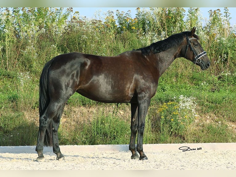 Hanovrien Jument 8 Ans 178 cm Noir in Schlatt