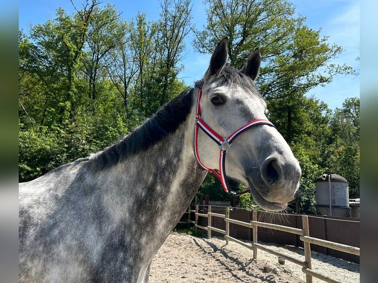 Hanovrien Jument 8 Ans 183 cm Gris in Hückelhoven