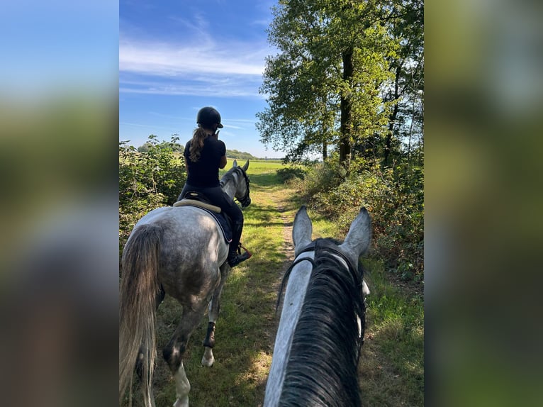 Hanovrien Jument 8 Ans 183 cm Gris in Hückelhoven
