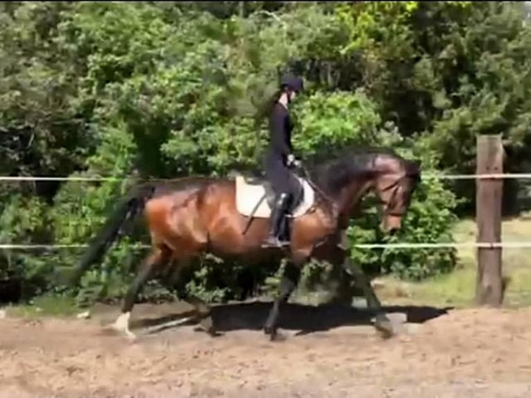 Hanovrien Jument 8 Ans Bai in Schollene