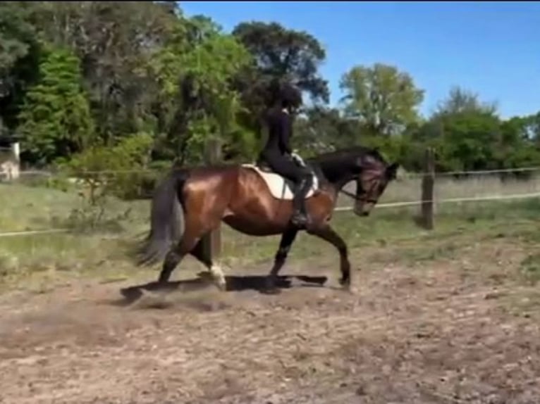 Hanovrien Jument 8 Ans Bai in Schollene