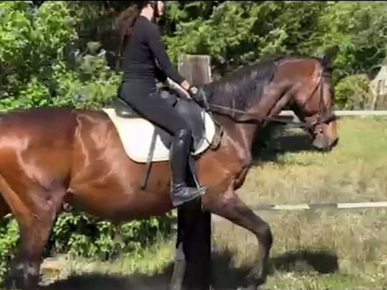 Hanovrien Jument 8 Ans Bai in Schollene