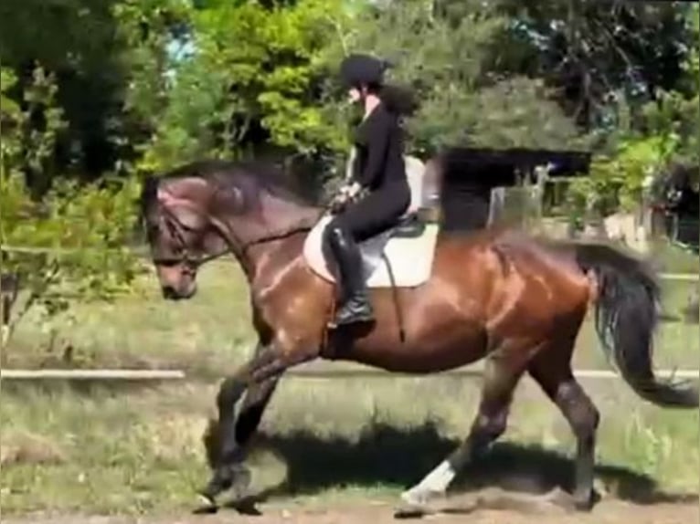 Hanovrien Jument 8 Ans Bai in Schollene