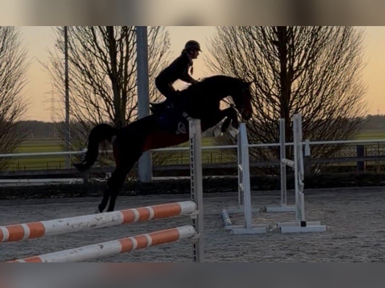 Hanovrien Jument 8 Ans Bai in Frankfurt am Main