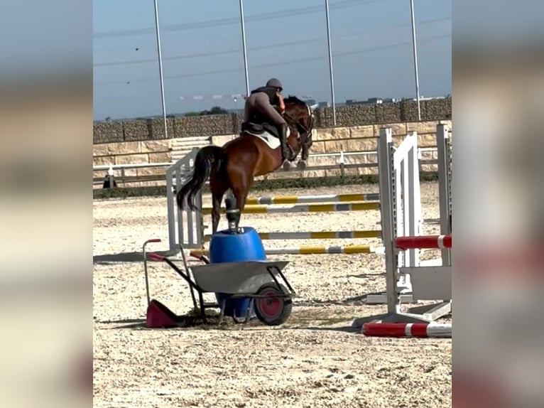 Hanovrien Jument 8 Ans Bai in Frankfurt am Main