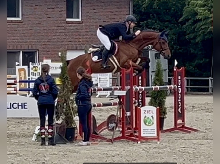 Hanovrien Jument 8 Ans Bai in Borstel
