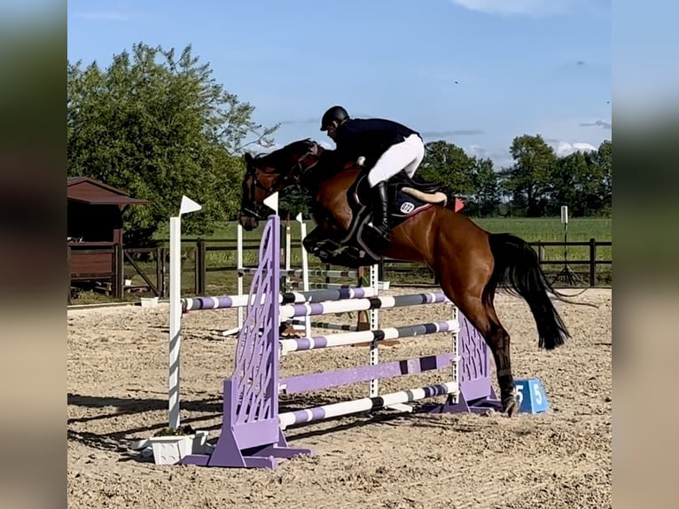 Hanovrien Jument 8 Ans Bai in Borstel