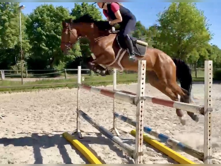 Hanovrien Jument 8 Ans Bai in Borstel