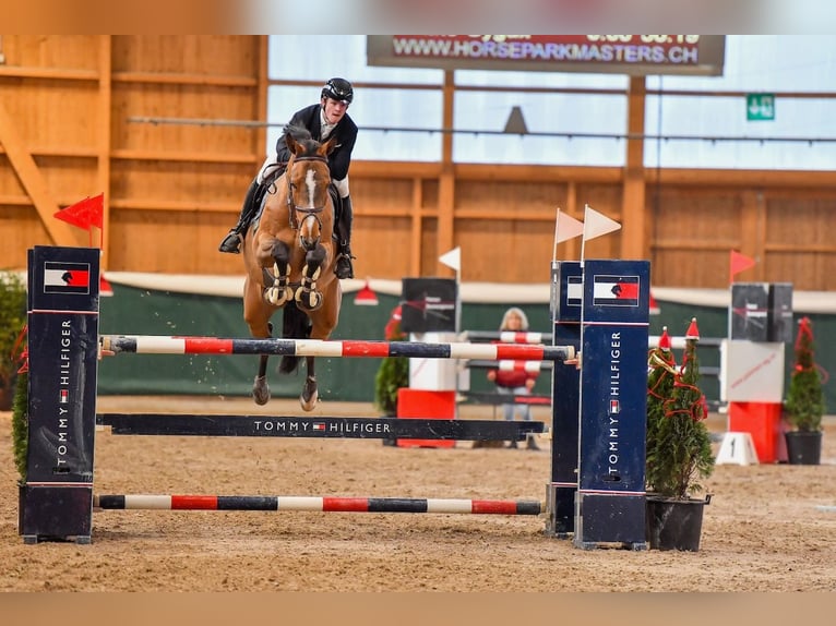 Hanovrien Jument 8 Ans Bai in St. Josefen