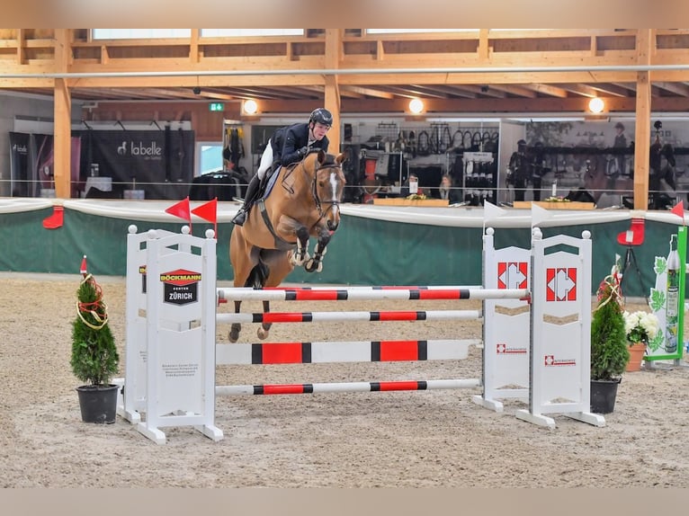 Hanovrien Jument 8 Ans Bai in St. Josefen