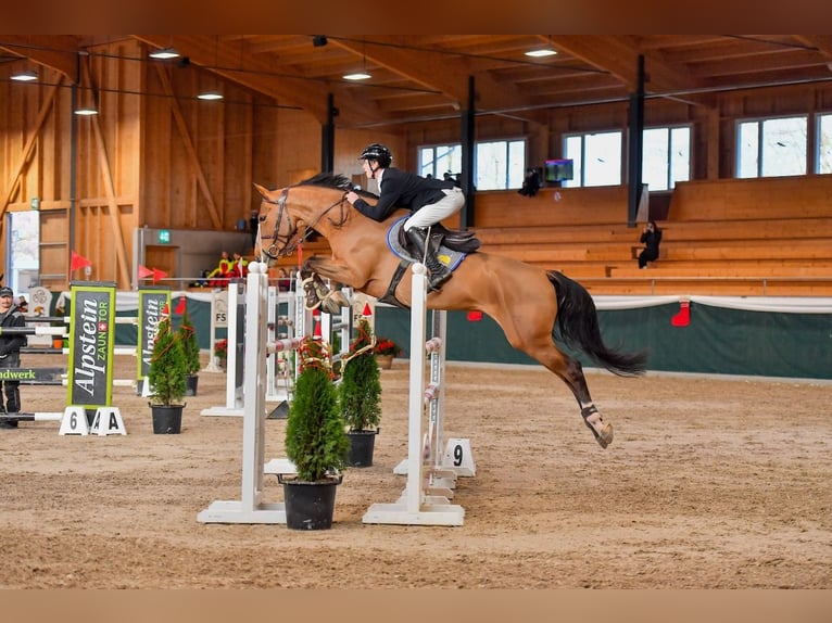 Hanovrien Jument 8 Ans Bai in St. Josefen