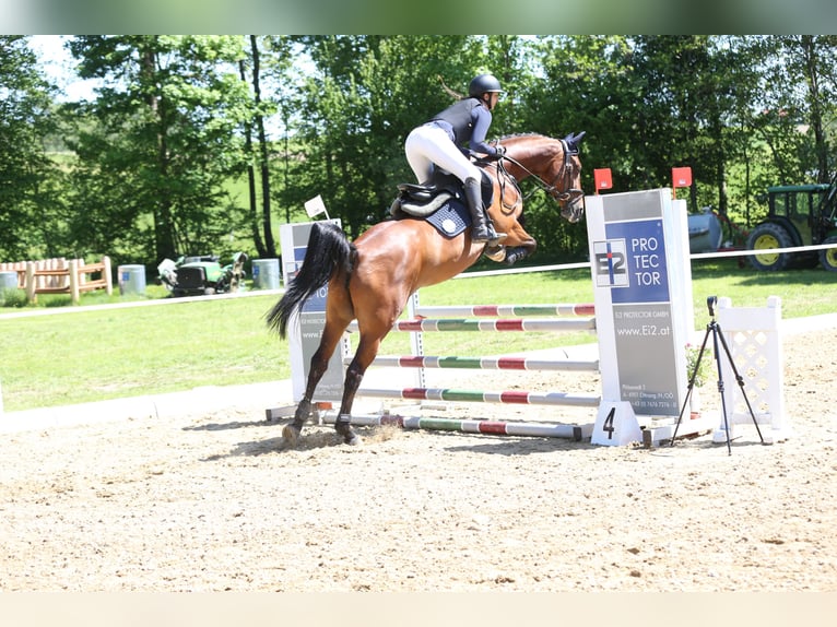 Hanovrien Jument 8 Ans Bai in Kirchberg-Thening