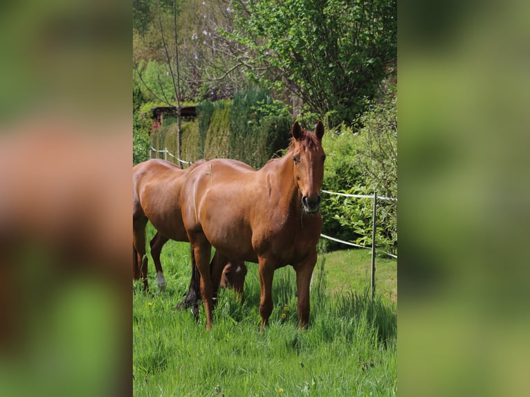 Hanovrien Jument 9 Ans 162 cm Alezan in Bodenfelde
