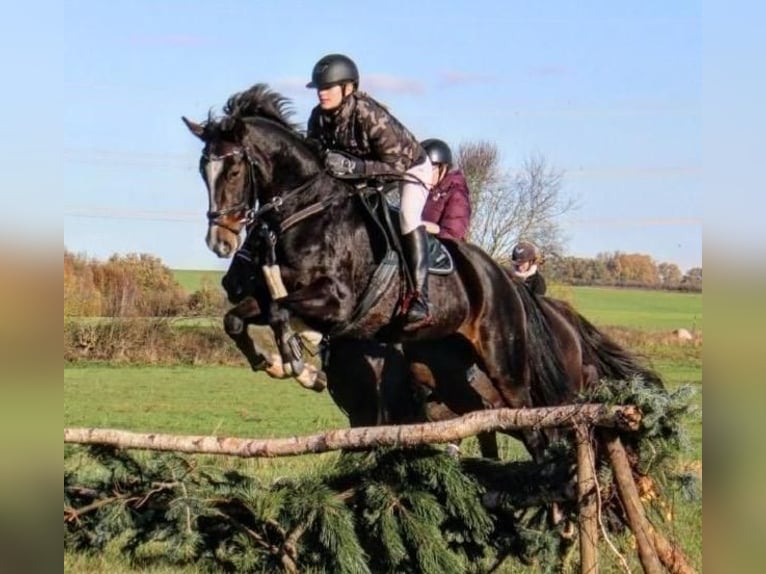 Hanovrien Jument 9 Ans 162 cm Bai brun in Schwerin