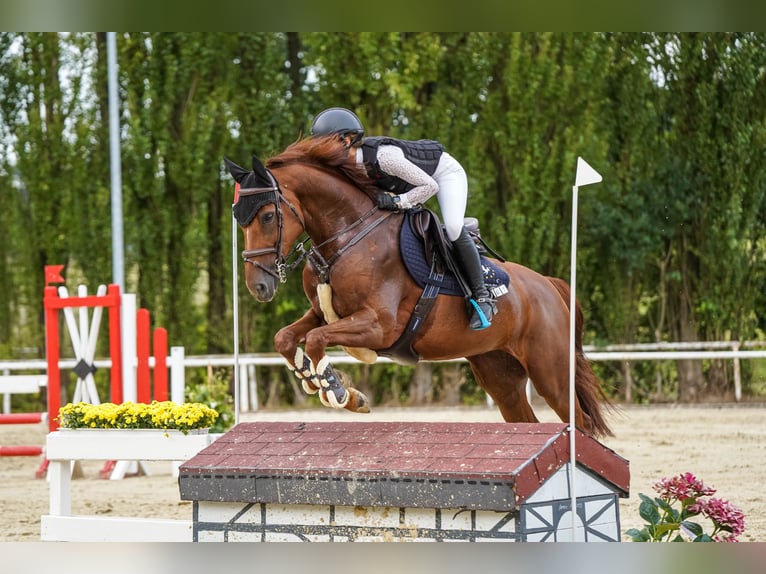 Hanovrien Jument 9 Ans 163 cm Alezan brûlé in Castrop-Rauxel