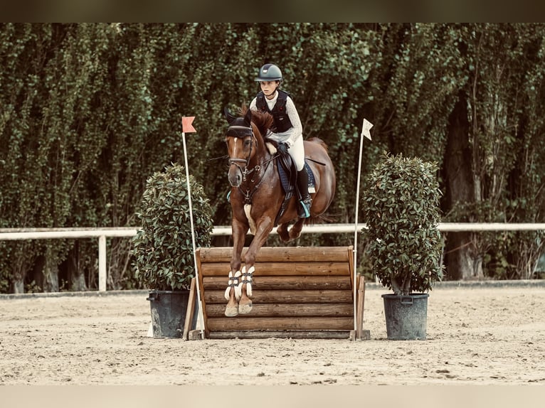 Hanovrien Jument 9 Ans 163 cm Alezan brûlé in Castrop-Rauxel