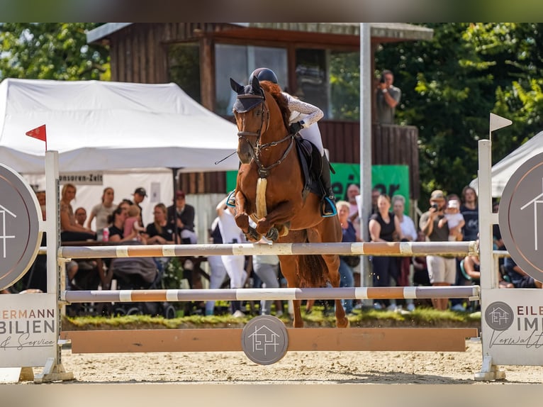 Hanovrien Jument 9 Ans 163 cm Alezan brûlé in Castrop-Rauxel