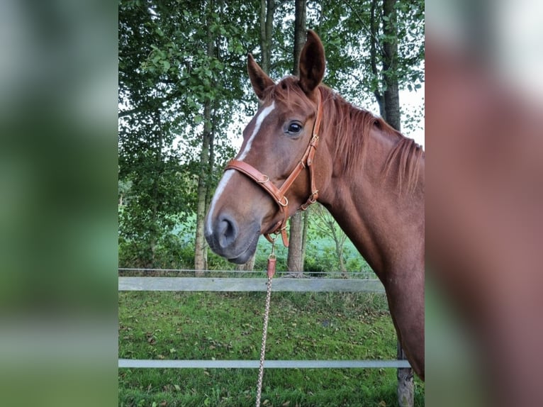 Hanovrien Jument 9 Ans 163 cm Alezan in Wiefelstede