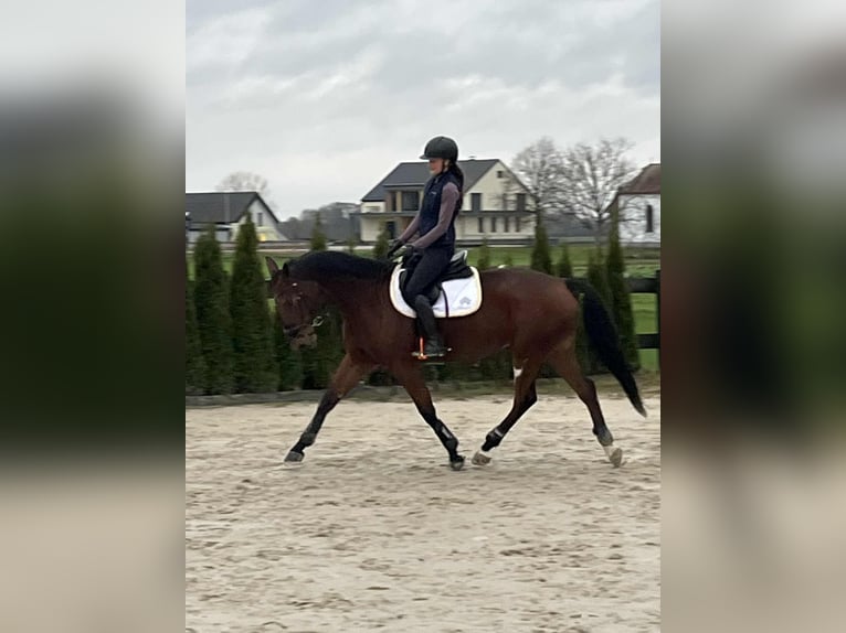 Hanovrien Croisé Jument 9 Ans 163 cm Bai cerise in Filovci