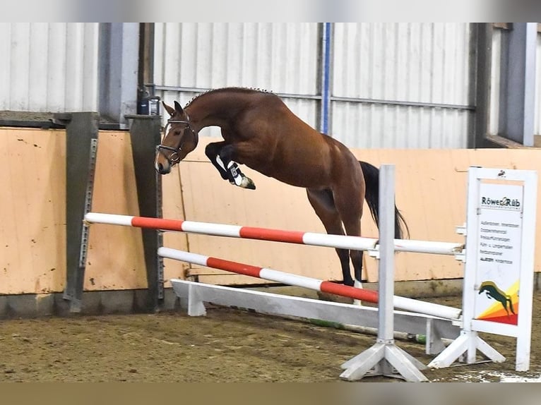 Hanovrien Jument 9 Ans 163 cm Bai in Breddorf