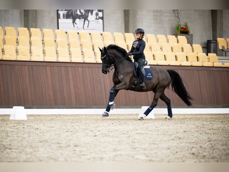 Hanovrien Jument 9 Ans 163 cm Noir in Egtved