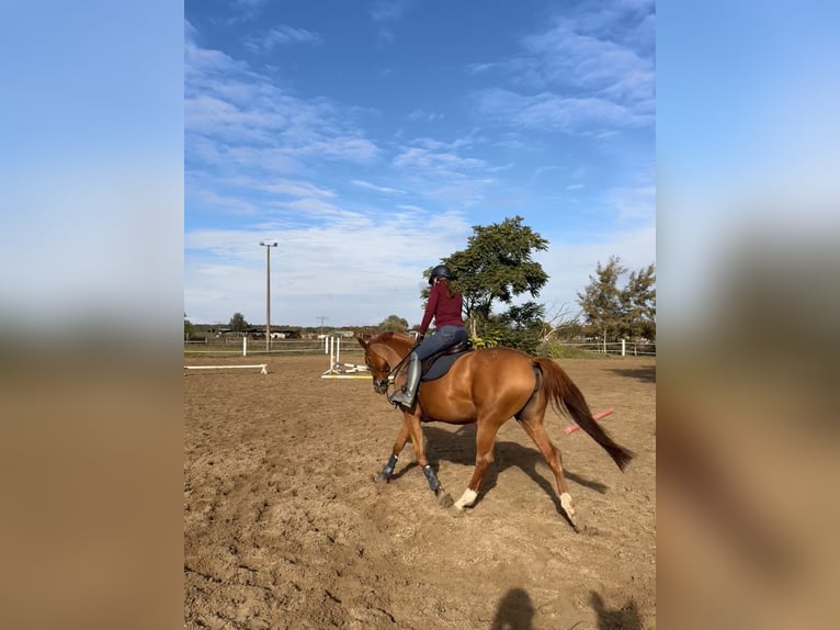 Hanovrien Jument 9 Ans 164 cm Alezan in Stahnsdorf
