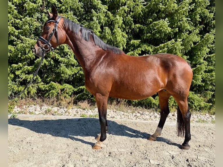 Hanovrien Jument 9 Ans 164 cm Bai in Drackenstein