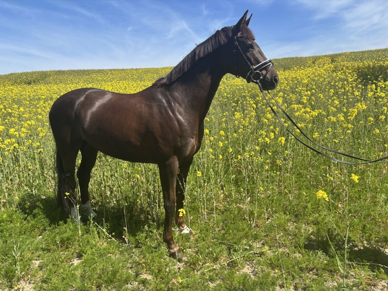 Hanovrien Jument 9 Ans 164 cm in Waabs