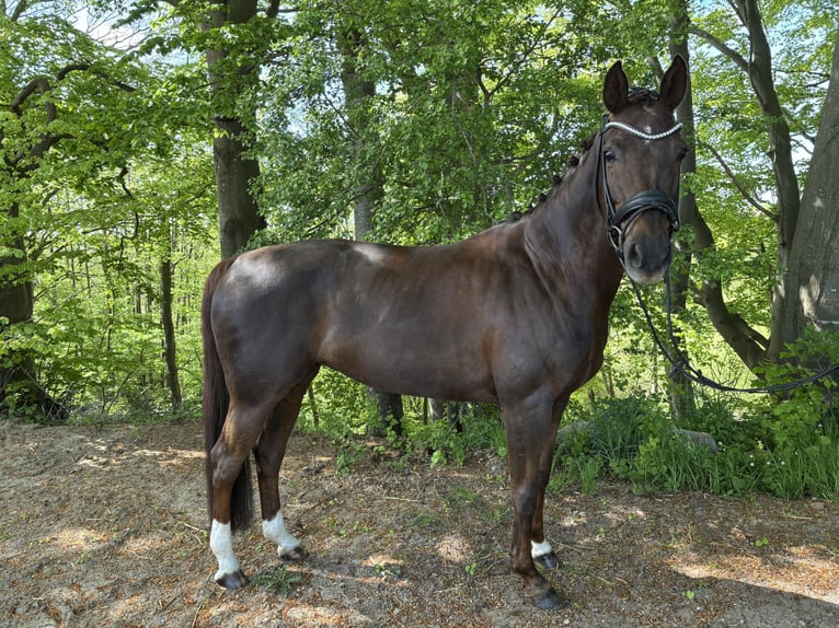 Hanovrien Jument 9 Ans 164 cm in Waabs