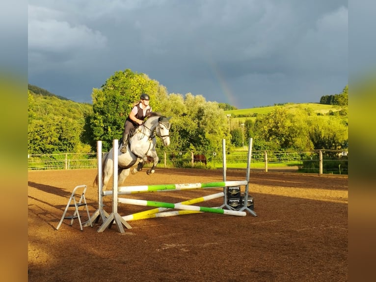 Hanovrien Jument 9 Ans 164 cm Gris in Butjadingen