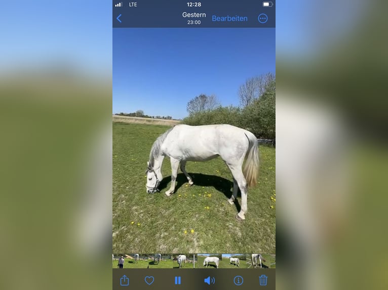 Hanovrien Jument 9 Ans 164 cm Gris in Butjadingen