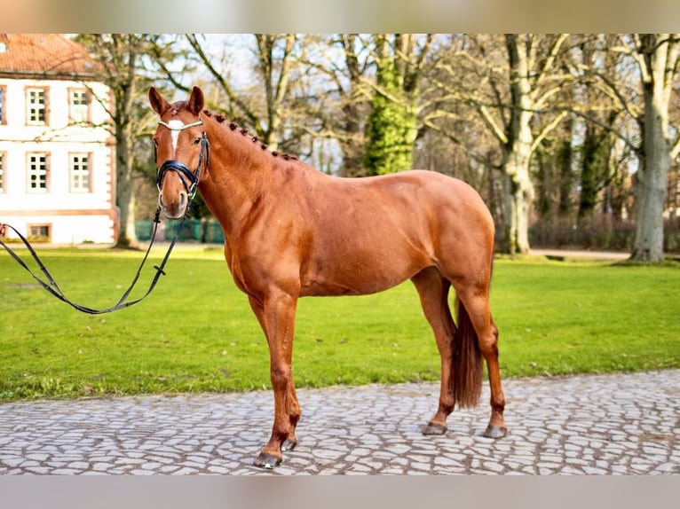 Hanovrien Jument 9 Ans 165 cm Alezan in Dassel