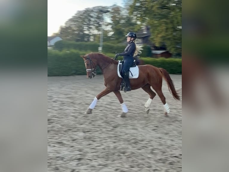 Hanovrien Jument 9 Ans 165 cm Alezan in Rosengarten