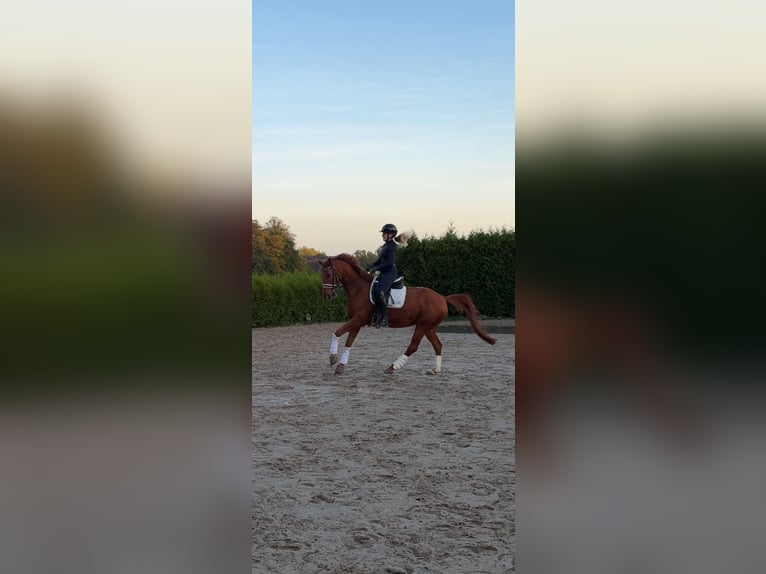 Hanovrien Jument 9 Ans 165 cm Alezan in Rosengarten