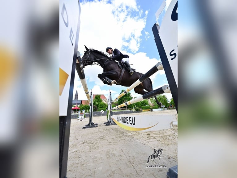 Hanovrien Jument 9 Ans 165 cm Bai brun in Sulzheim