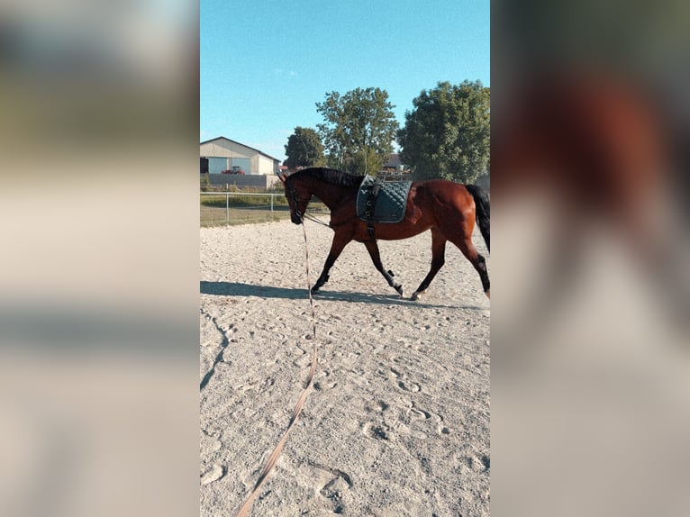 Hanovrien Jument 9 Ans 165 cm Bai in Leutkirch im Allg&#xE4;u